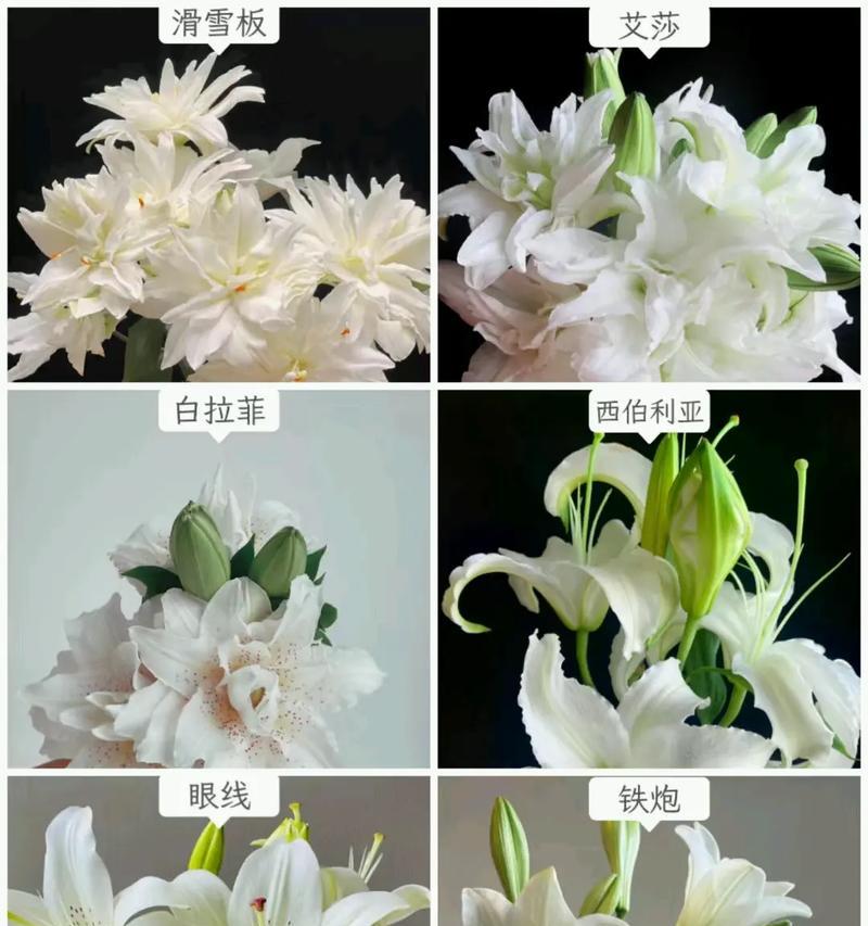 花语与什么因素有关？花语背后的文化含义是什么？