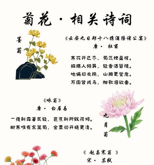紫菊的含义是什么？