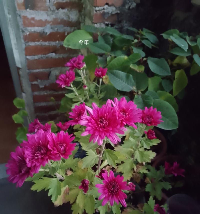紫菊的含义是什么？