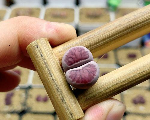 紫菊的含义是什么？