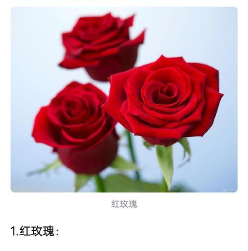红色玫瑰花语是什么？红色玫瑰代表了哪些情感？