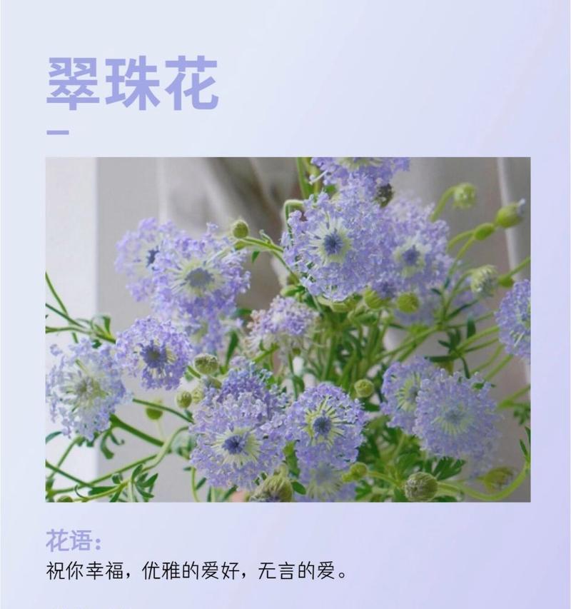 余念安与哪种花的花语相关？