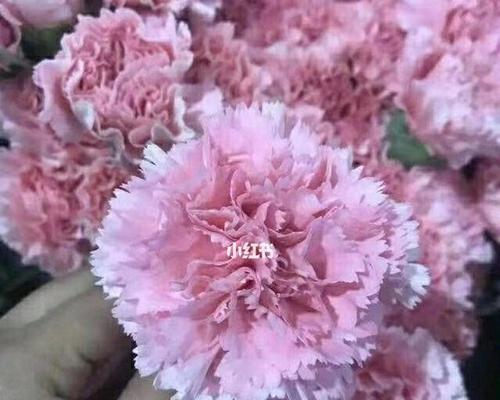 圣诞礼物内裤的花语有何含义？这种花语通常表达什么？