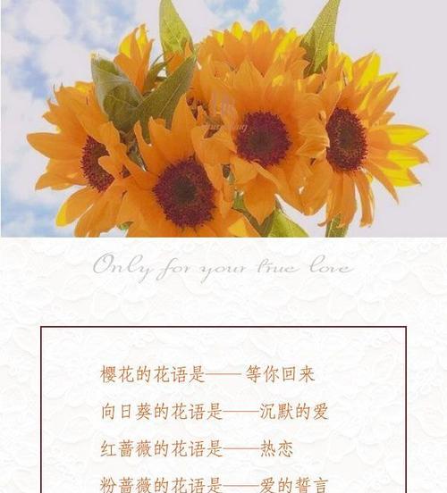 圣诞礼物内裤的花语有何含义？这种花语通常表达什么？