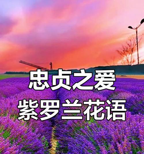 忠诚爱的花语代表什么？如何用花语表达忠诚的爱？