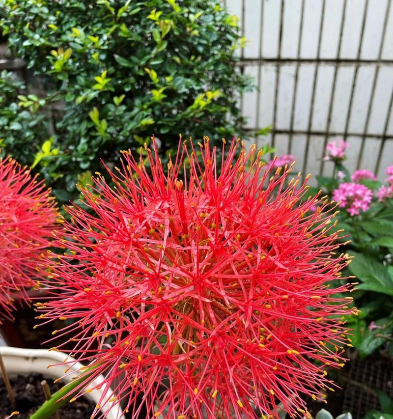 哪种花的花语是热爱自由乐观豁达？它传递了哪些情感？