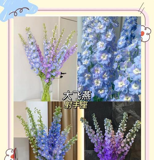 哪种花的花语是热爱自由乐观豁达？它传递了哪些情感？