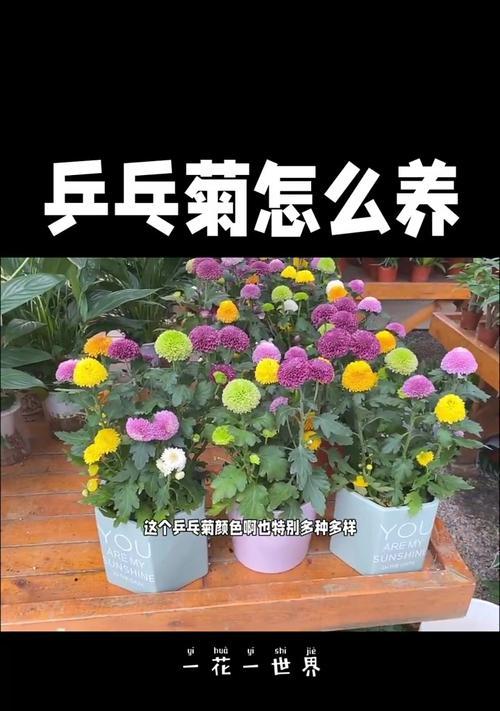 乒乓小白球花代表什么意义？