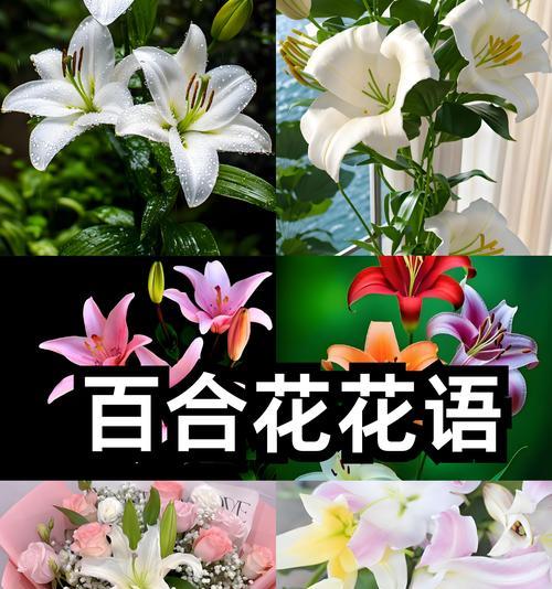 情人约会时的浪漫花语是什么？它传达了哪些情感？