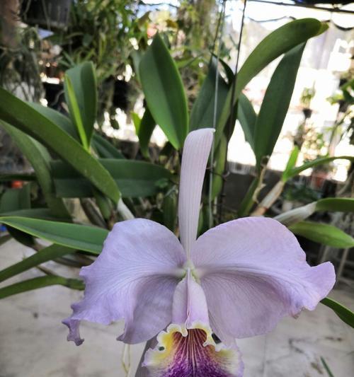 指路兰的花语有何寓意？它象征着什么？