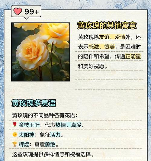 蓝边黄玫瑰花语有何特殊含义？