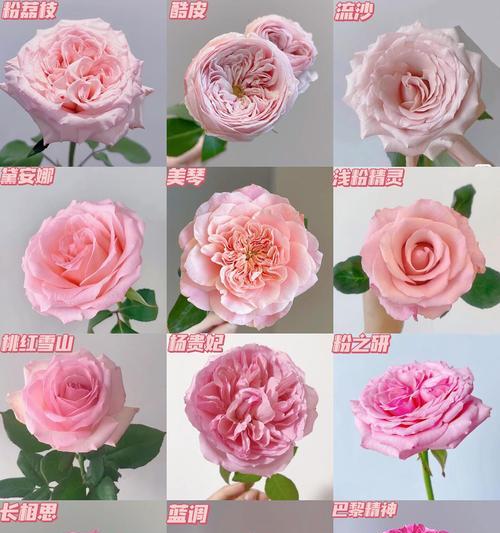粉色玫瑰的花语是什么寓意？送粉色玫瑰有何深层含义？