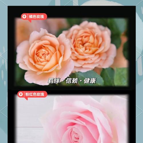 粉色玫瑰的花语是什么寓意？送粉色玫瑰有何深层含义？