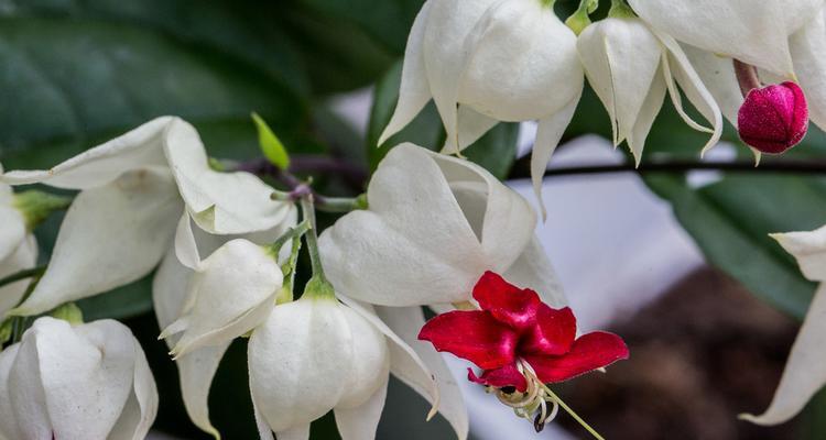 杂花组合的花语通常是什么？
