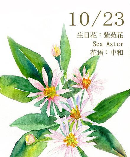 杂花组合的花语通常是什么？