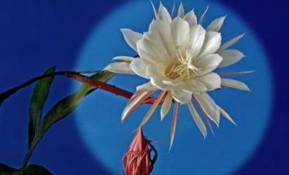 白沙烟花代表的花语是什么？