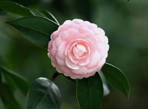 白沙烟花代表的花语是什么？