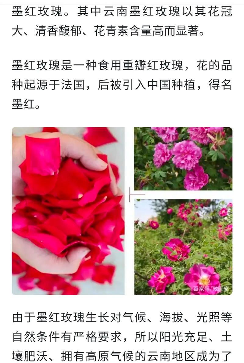 火影玫瑰花代表什么？这种花的特殊含义是什么？