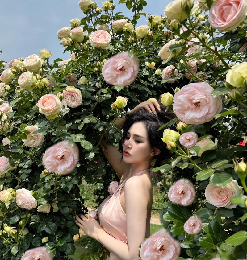 那些花语很恶毒的花是什么?哪些花的花语含有不吉利的意味?