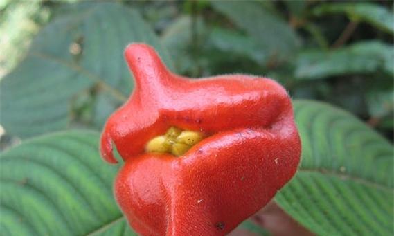 那些花语很恶毒的花是什么？哪些花的花语含有不吉利的意味？