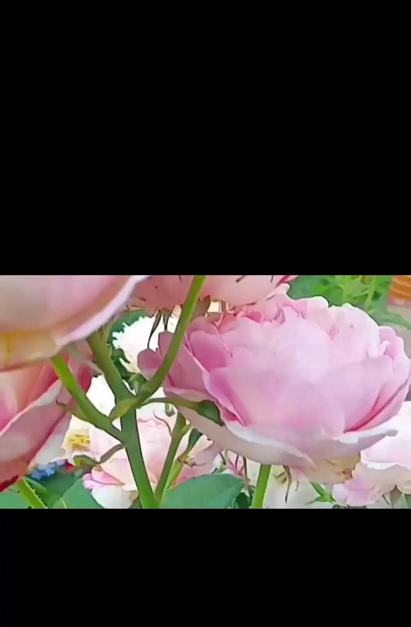 花无是什么花语？它代表了哪种独特的情感？