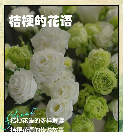 桔梗干花的花语和寓意有何特别之处？