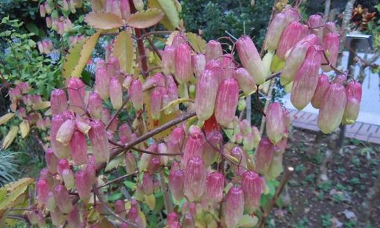 棒子花语有何特别之处？它在花语中代表什么？