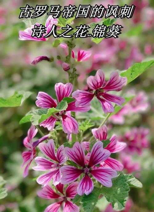 棒子花语有何特别之处？它在花语中代表什么？