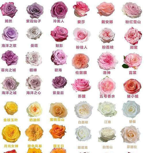 12朵粉玫瑰花语代表什么？