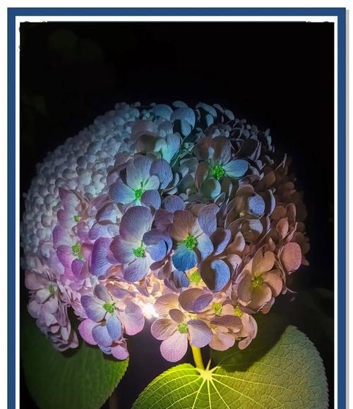 开放的花语代表什么祝福？哪种花的开放寓意祝福？