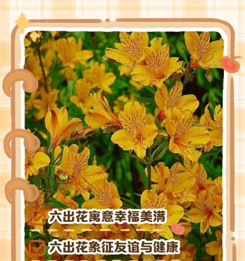 开放的花语代表什么祝福？哪种花的开放寓意祝福？