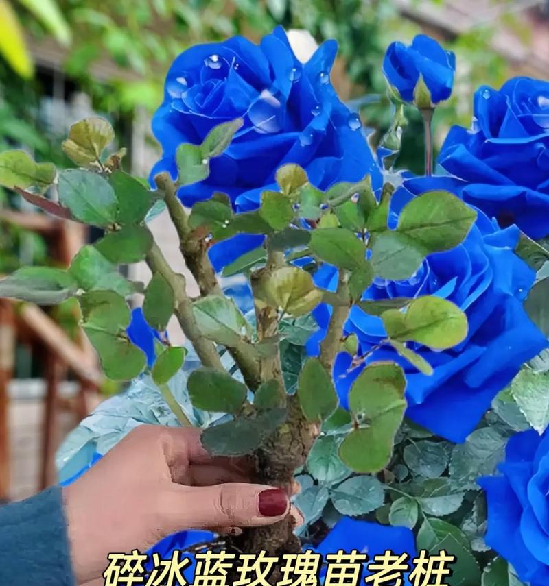 中国蓝玫瑰代表什么花语？中国蓝玫瑰的花语有何特殊含义？
