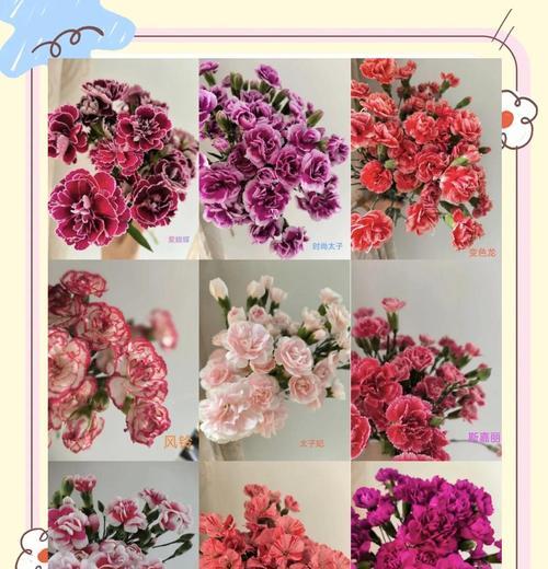 一根花枝单独的花语有何特殊含义？它代表了什么？