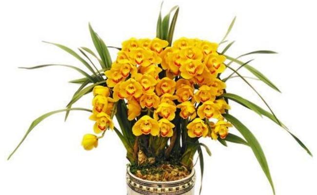 橙色蕙兰花语寓意是什么？橙色蕙兰代表什么？