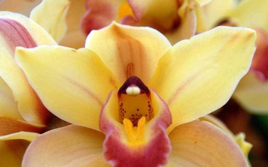 橙色蕙兰花语寓意是什么？橙色蕙兰代表什么？