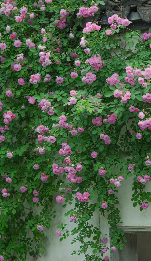 和爱情无关的花语代表什么？花语中有哪些非爱情的表达？