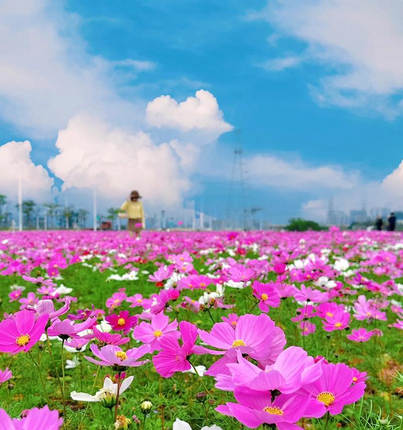 百日草的花语有哪些？它象征着什么意义？