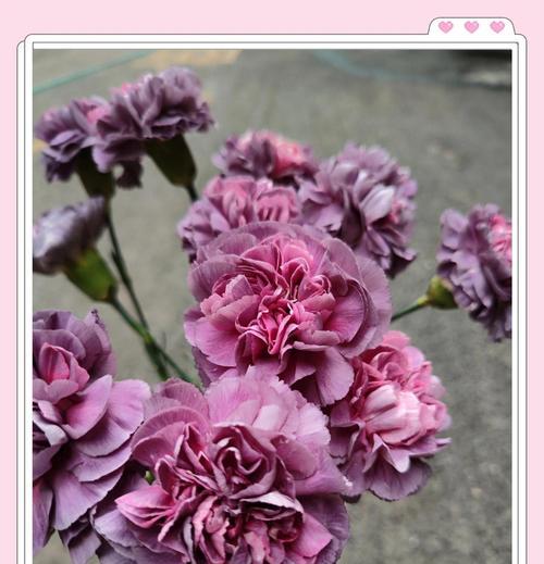 哪种花的花语代表着自由和不被束缚？