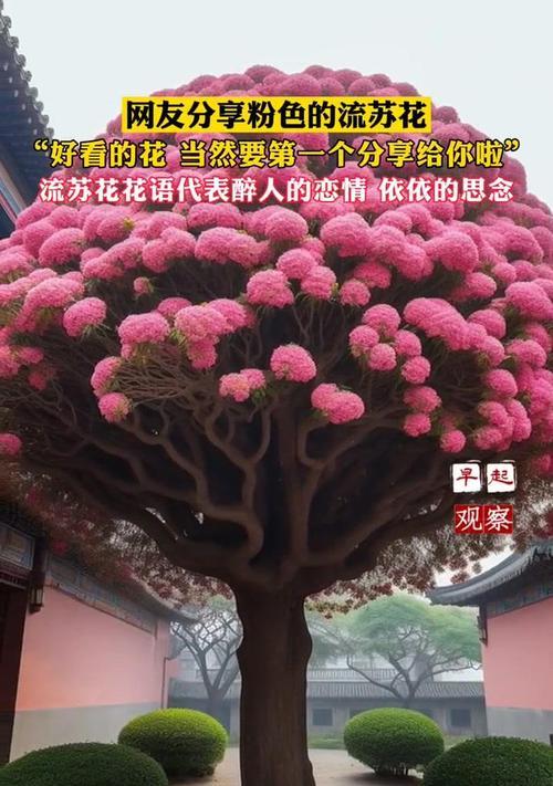 道具醉人的花语是什么意思？它象征着什么？