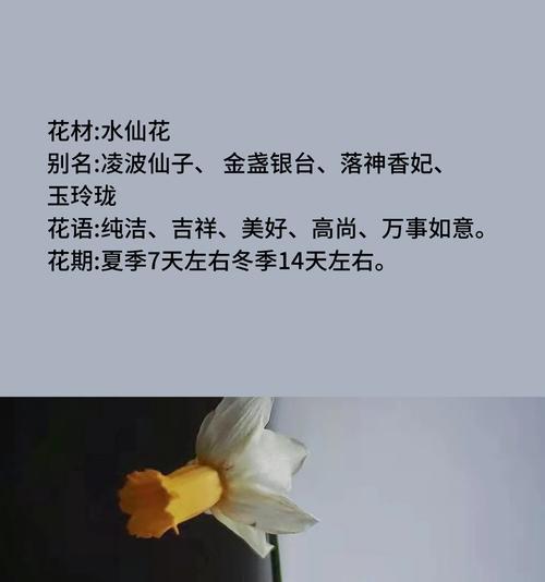 水仙花的花语是什么？代表了什么？