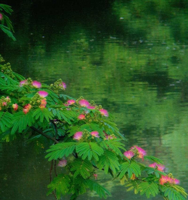 合欢花的花语有何寓意？合欢花代表了什么？