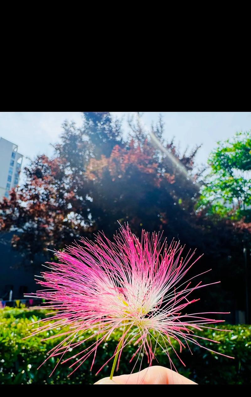 合欢花的花语有何寓意？合欢花代表了什么？