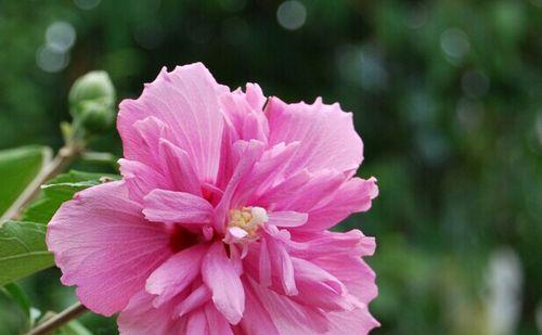 眉间花语代表什么？它有何深层含义？