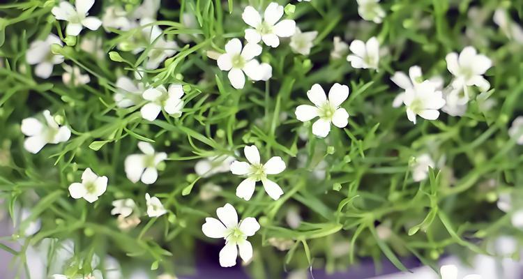 她眼里的温柔花语是什么？如何用花语表达温柔的眼神？