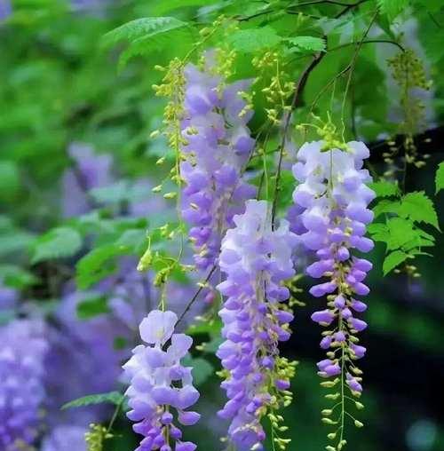 紫藤花的花语是什么？它有什么特别的寓意吗？
