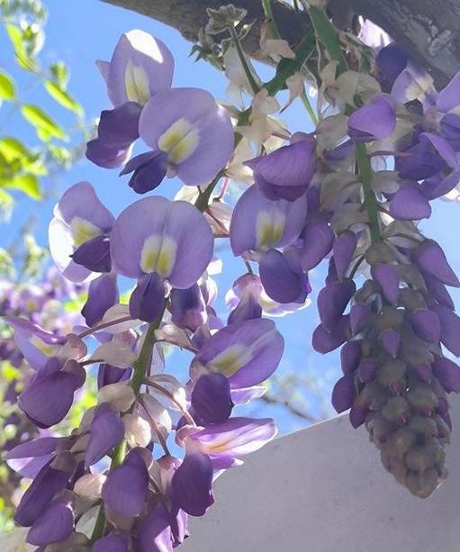 紫藤花的花语是什么？它有什么特别的寓意吗？