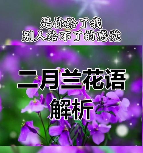兰衣的花语代表了什么？