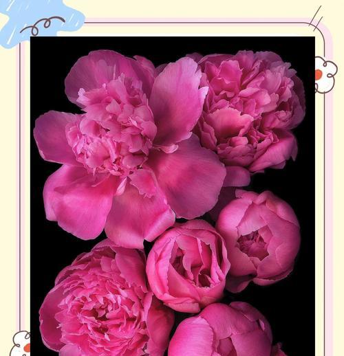 花语芬芳礼盒里都包含了哪些花？它们各自代表什么？