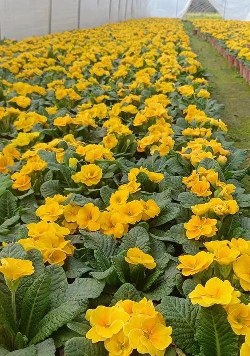 报春花的寓意与花语是否相同？原因是什么？