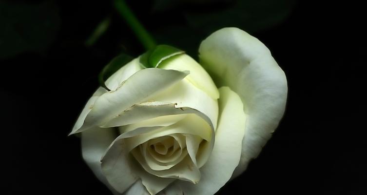茉莉加白玫瑰花语是什么意思？这两种花的组合有何特别含义？